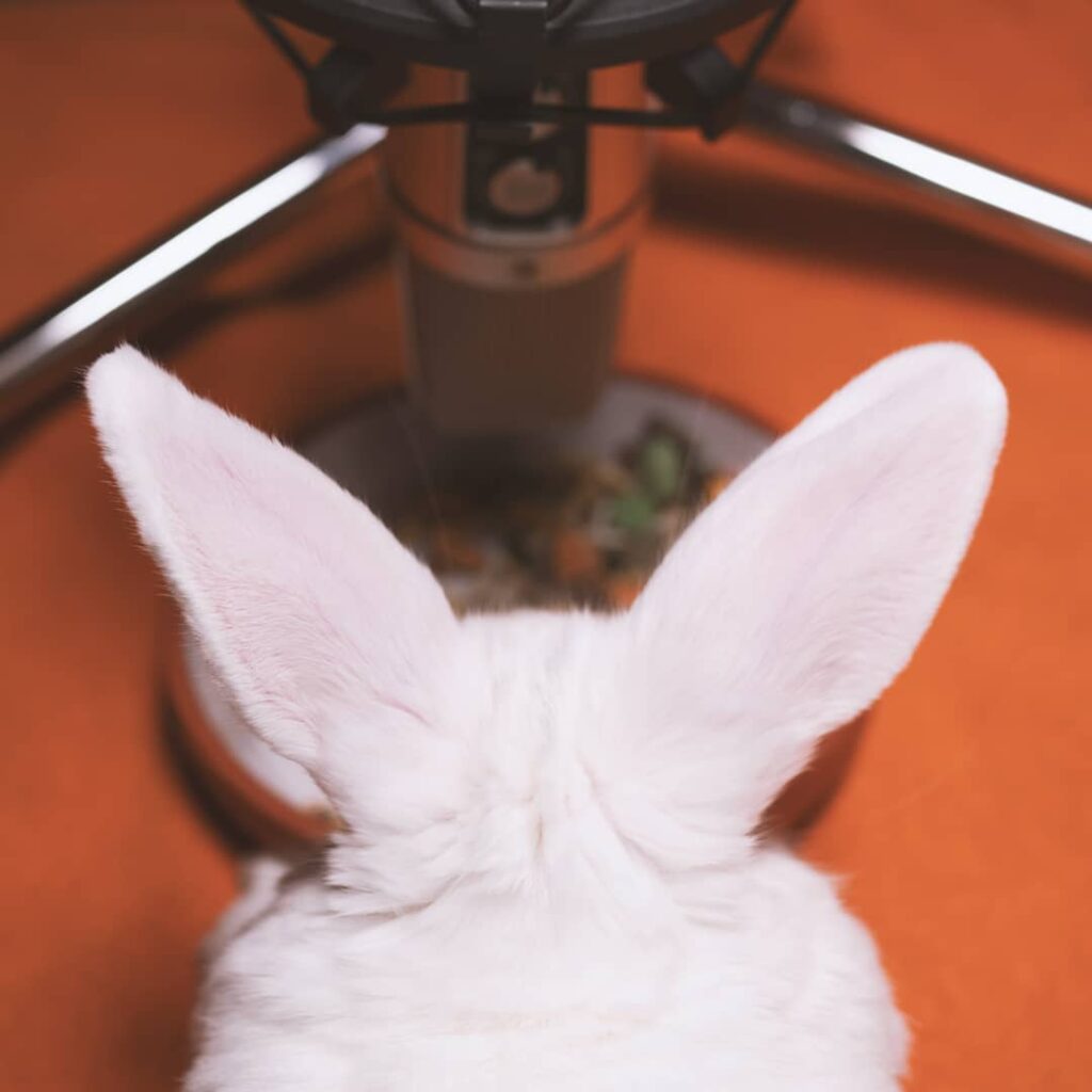 White rabbit with upright ears facing a microphone stand